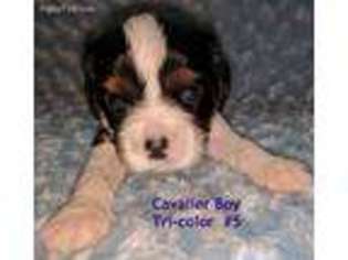 Cavalier King Charles Spaniel Puppy for sale in Dansville, NY, USA