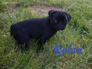 Pug Puppy for sale in Logan, UT, USA