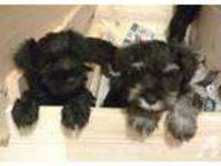Mutt Puppy for sale in MANORVILLE, NY, USA