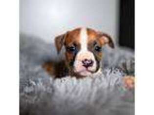 American Staffordshire Terrier Puppy for sale in Snellville, GA, USA