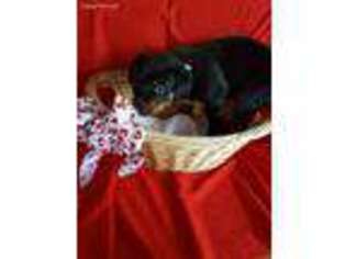 Rottweiler Puppy for sale in Mead, WA, USA