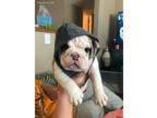 Bulldog Puppy for sale in Omaha, NE, USA