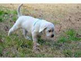 Labrador Retriever Puppy for sale in Longview, TX, USA