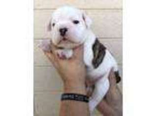 Bulldog Puppy for sale in Peoria, AZ, USA