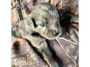 Mutt Puppy for sale in Winchester, TN, USA