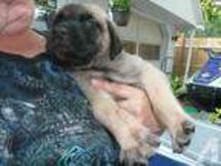 Mastiff Puppy for sale in MINNEAPOLIS, MN, USA