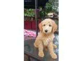Mutt Puppy for sale in Eagle Creek, OR, USA