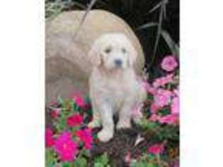 Goldendoodle Puppy for sale in Penn Yan, NY, USA