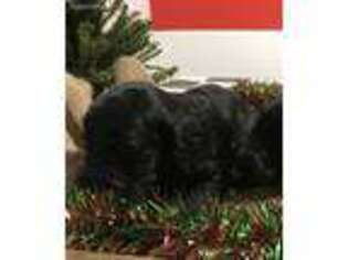 Goldendoodle Puppy for sale in Hackleburg, AL, USA