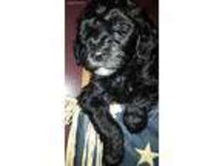 Goldendoodle Puppy for sale in Strattanville, PA, USA