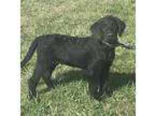 Labradoodle Puppy for sale in Aberdeen, SD, USA