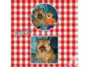 Pomeranian Puppy for sale in RICHMOND, KY, USA