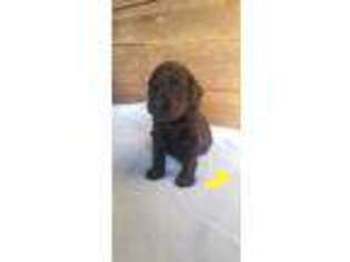 Goldendoodle Puppy for sale in Osakis, MN, USA