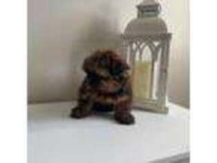 Shorkie Tzu Puppy for sale in Memphis, TN, USA