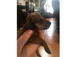 Dachshund Puppy for sale in Ingleside, TX, USA