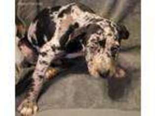 Catahoula Leopard Dog Puppy for sale in Oak Harbor, WA, USA