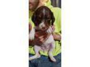 Brittany Puppy for sale in Fenton, MI, USA