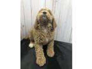 Goldendoodle Puppy for sale in Tellico Plains, TN, USA