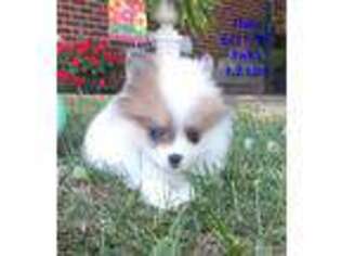 Pomeranian Puppy for sale in Seymour, IN, USA