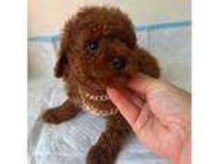 Mutt Puppy for sale in Alameda, CA, USA