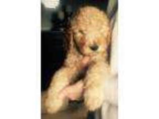 Goldendoodle Puppy for sale in Dansville, MI, USA