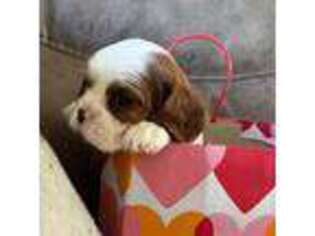 Cavalier King Charles Spaniel Puppy for sale in Danvers, MA, USA