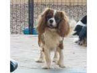 Cavalier King Charles Spaniel Puppy for sale in Tucson, AZ, USA