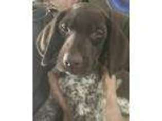 German Shorthaired Pointer Puppy for sale in Backus, MN, USA