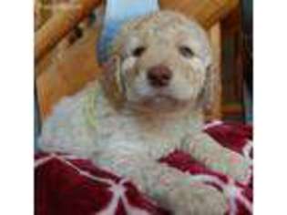 Labradoodle Puppy for sale in Waterville, IA, USA