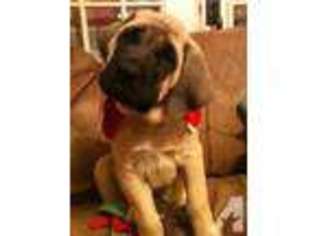 Mastiff Puppy for sale in YALAHA, FL, USA