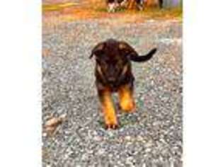 German Shepherd Dog Puppy for sale in Lodi, CA, USA