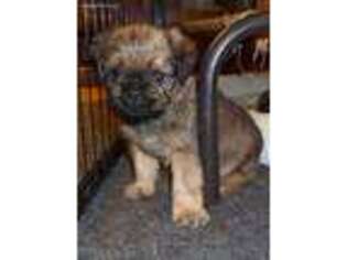 Brussels Griffon Puppy for sale in Reinholds, PA, USA