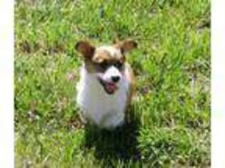 Pembroke Welsh Corgi Puppy for sale in Westminster, MD, USA