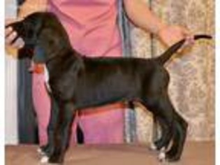 Great Dane Puppy for sale in Patterson, GA, USA