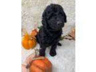 Labradoodle Puppy for sale in Pierson, FL, USA