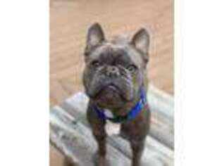 French Bulldog Puppy for sale in Newark, DE, USA