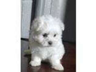 Maltese Puppy for sale in Boston, MA, USA