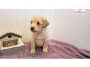 Goldendoodle Puppy for sale in North Platte, NE, USA