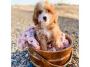 Goldendoodle Puppy for sale in Mountain Home, ID, USA