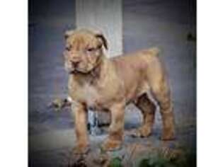 Boerboel Puppy for sale in Kansas City, MO, USA