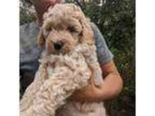Goldendoodle Puppy for sale in Meigs, GA, USA