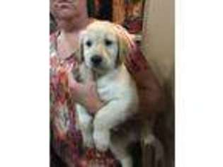 Golden Retriever Puppy for sale in New Auburn, WI, USA