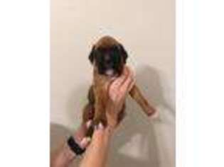 Boxer Puppy for sale in Albany, GA, USA