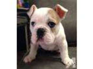 Bulldog Puppy for sale in MINFORD, OH, USA