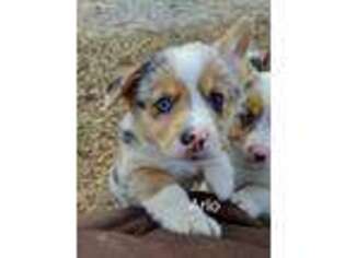 Cardigan Welsh Corgi Puppy for sale in Perry, IA, USA