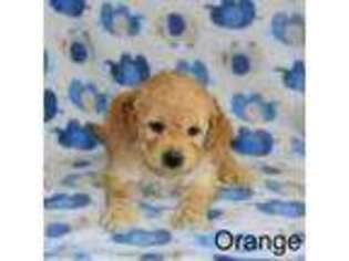 Goldendoodle Puppy for sale in Liberty, NC, USA