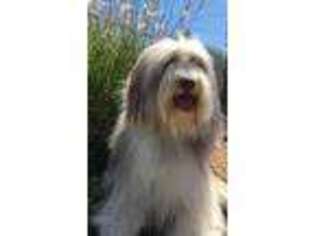 Bearded Collie Puppy for sale in Unknown, , USA