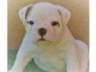 Bulldog Puppy for sale in Glendale, AZ, USA