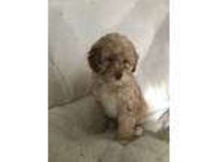 Mutt Puppy for sale in Sellersburg, IN, USA
