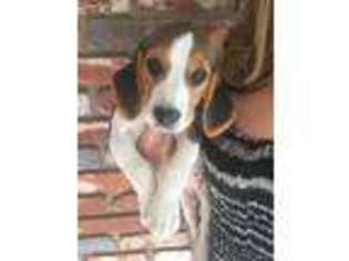 Beagle Puppy for sale in Madera, CA, USA